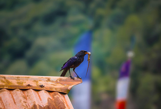 Bhutan Birding & Cultural Tours